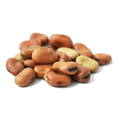 faba-beans